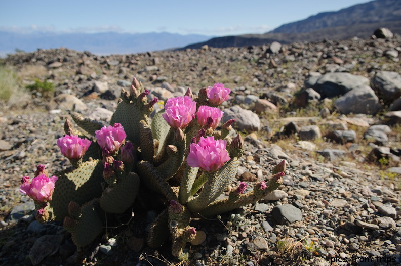 blooming cactus2010d11c108.jpg